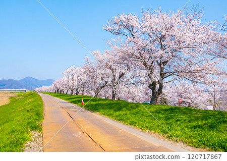 Okawazu Canal Cherry Blossom Tree Line 120717867