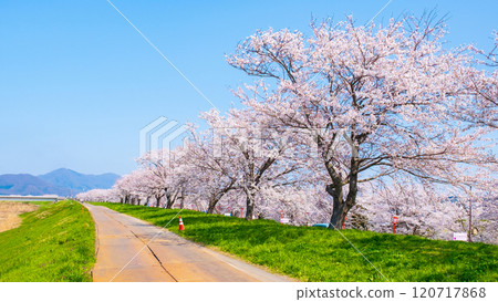 Okawazu Canal Cherry Blossom Tree Line Okawazu Canal Cherry Blossom Tree Line 120717868