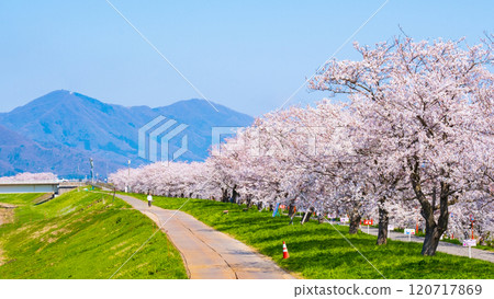 Okawazu Canal Cherry Blossom Tree Line 120717869