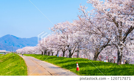 Okawazu Canal Cherry Blossom Tree Line 120717871