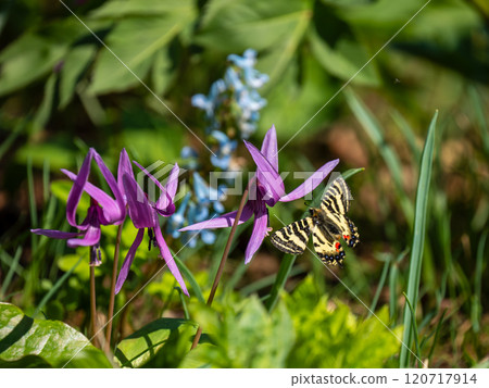 獵鷹寓言 獵鷹寓言 120717914