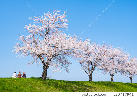 大川津分水嶺櫻花樹 大川津分水嶺櫻花樹 120717941
