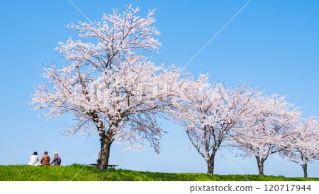 Okawazu Canal Cherry Blossom Tree Line Okawazu Canal Cherry Blossom Tree Line 120717944
