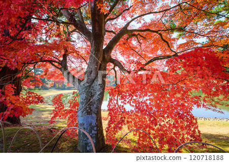 Motsuji Temple: Beautiful autumn foliage in the Pure Land garden, Iwate Prefecture 120718188