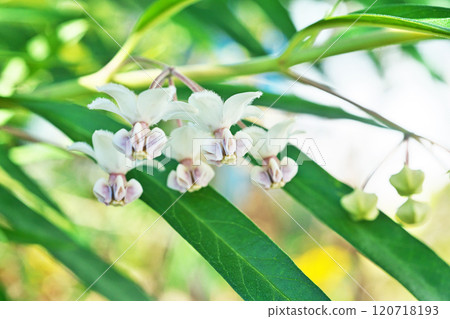White balloon plant flowers (autumn, November) 120718193