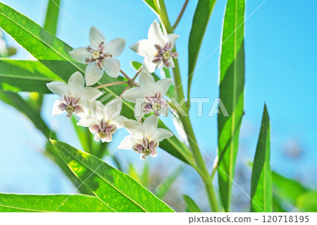 White balloon plant flowers (autumn, November) White balloon plant flowers (autumn, November) 120718195