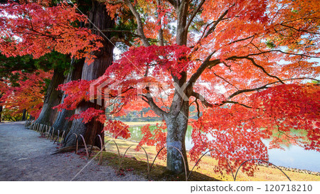 沿著岩手縣毛越寺美麗的秋葉漫步 沿著岩手縣毛越寺美麗的秋葉漫步 120718210