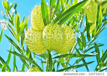 綠色馬利筋莓（秋季、十一月） 120718211