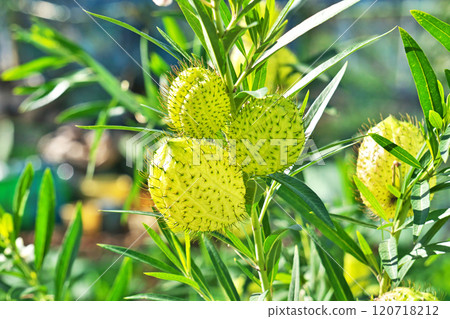 綠色馬利筋莓（秋季、十一月） 120718212