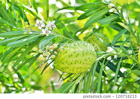 綠色馬利筋莓(秋季、十一月) 綠色馬利筋莓(秋季、十一月) 120718213