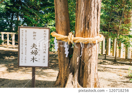 Yoshida Shrine (Miyauchicho, Mito City, Ibaraki Prefecture) Sacred tree: Couple tree Yoshida Shrine (Miyauchicho, Mito City, Ibaraki Prefecture) Sacred tree: Couple tree 120718256