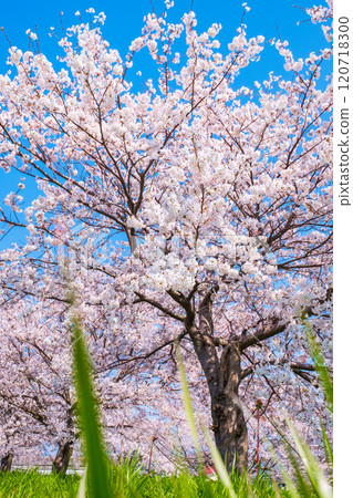 Cherry tree in full bloom  120718300