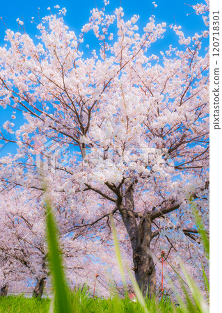 Cherry blossoms in full bloom (soft focus) 120718301