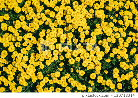 菊花壁紙 120718314