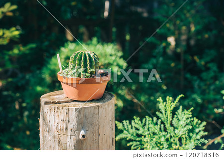Succulents and cacti placed on a tree in the garden 120718316
