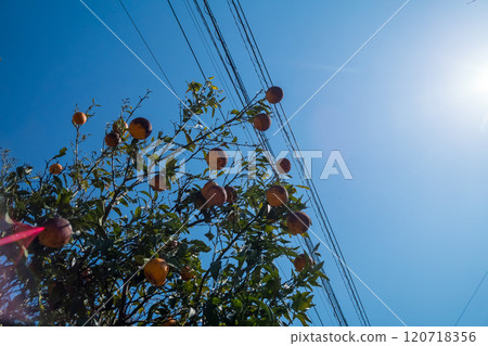 Sunlit citrus 120718356
