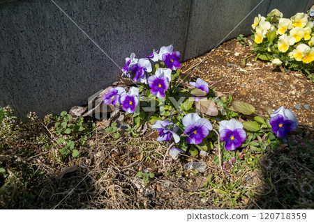 花園花壇盛開的中提琴 花園花壇盛開的中提琴 120718359