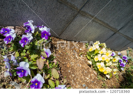 Viola blooming in the garden flowerbed 120718360