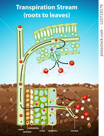 Transpiration Stream from Roots to Leaves Transpiration Stream from Roots to Leaves 120718579