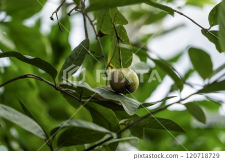 Guava (Banjiro) Guava (Banjiro) 120718729
