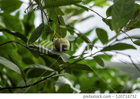 Guava (Banjiro) Guava (Banjiro) 120718732