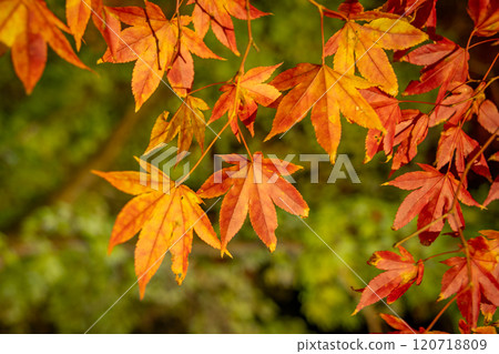 綠色背景上明亮的橙色秋葉 綠色背景上明亮的橙色秋葉 120718809