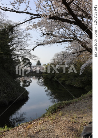 櫻花的風景 120718945