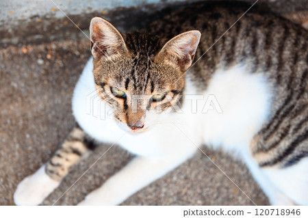 Sayurijima的貓 120718946