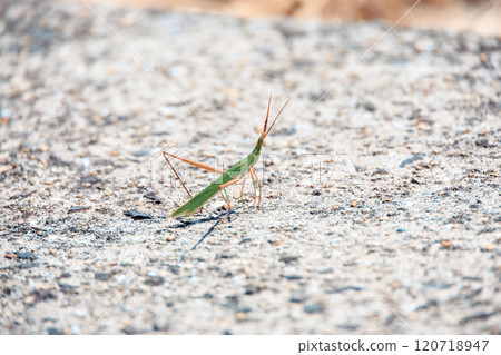 A grasshopper on a concrete surface A grasshopper on a concrete surface 120718947