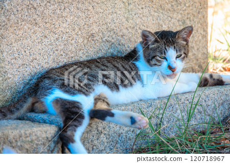 Cats of Sayurijima Cats of Sayurijima 120718967