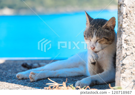 A cat grooming itself in the shade of a breakwater 120718987