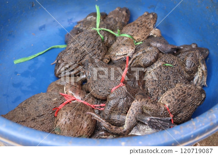 Vietnamese edible frog 120719087