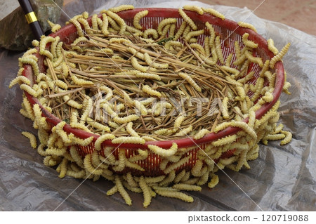 Vietnamese edible caterpillars Vietnamese edible caterpillars 120719088