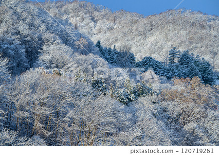 Snow scenery shining in the morning sun (Moiwa mountain foothills, Sapporo)_8278 120719261