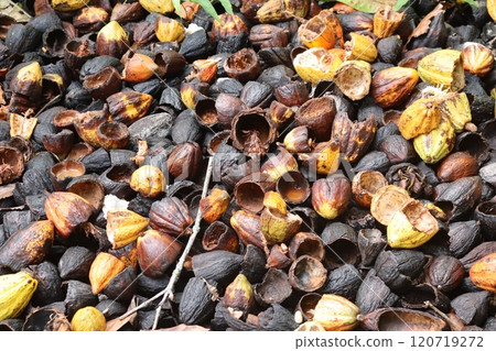 在可可農場曬太陽 在可可農場曬太陽 120719272