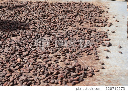 乾燥可可果 乾燥可可果 120719273