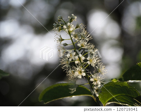 It is a deciduous tree that blooms from spring to early summer. It is a deciduous tree that blooms from spring to early summer. 120719341