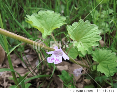 它是多年生植物,春季開花於草原、田野、河岸、路邊、田野、花園等。 它是多年生植物,春季開花於草原、田野、河岸、路邊、田野、花園等。 120719344