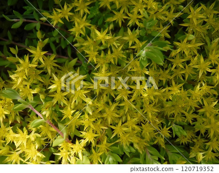 It is a perennial plant that blooms in early summer on roadsides and riverbeds. 120719352