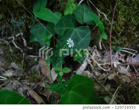 它是一年生草本植物,春季至秋季在水邊、濕地邊緣、田野等潮濕的地方開花。 它是一年生草本植物,春季至秋季在水邊、濕地邊緣、田野等潮濕的地方開花。 120719355