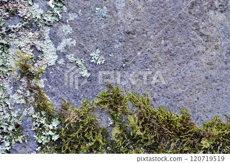 長滿青苔的岩石表面 120719519