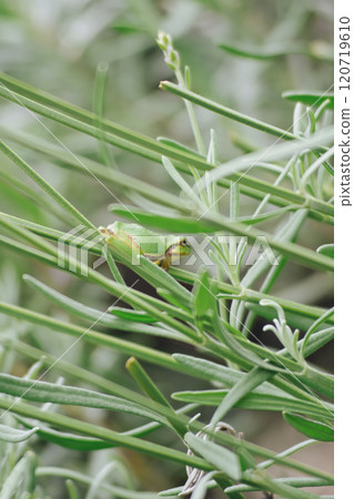 Two-handed frog 120719610