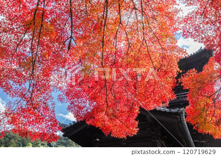 Nanzenji in autumn 120719629