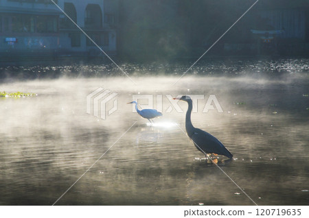 金色鱗片在秋天 120719635