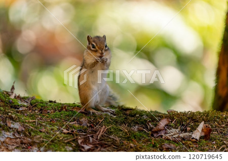 蝦夷花栗鼠站在倒下的樹上吃食物 120719645