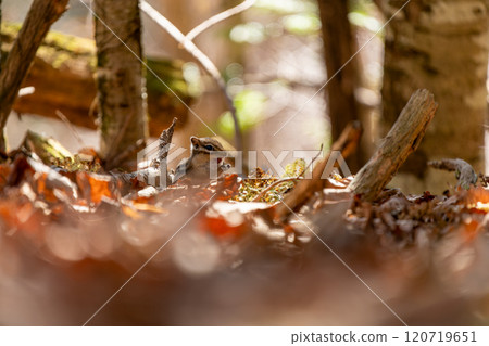 A Hokkaido chipmunk searching for food on fallen leaves 120719651