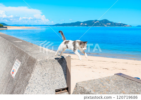 早柳島的跳躍貓 早柳島的跳躍貓 120719686