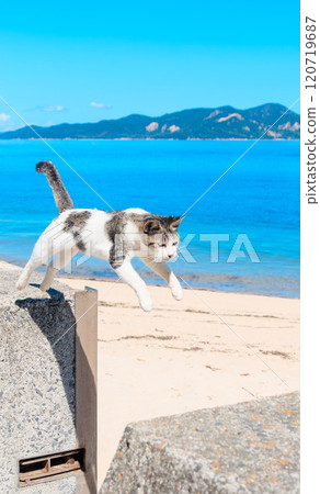 早柳島的跳躍貓 120719687