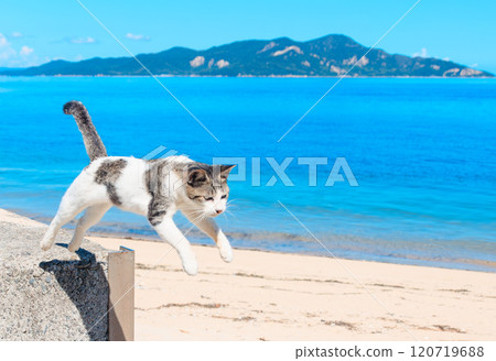 Sanagishima Island's jumping cat Sanagishima Island's jumping cat 120719688