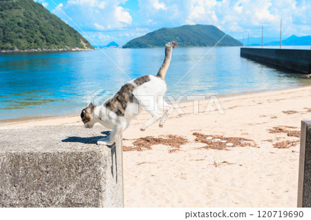 Sanagishima cat landing Sanagishima cat landing 120719690